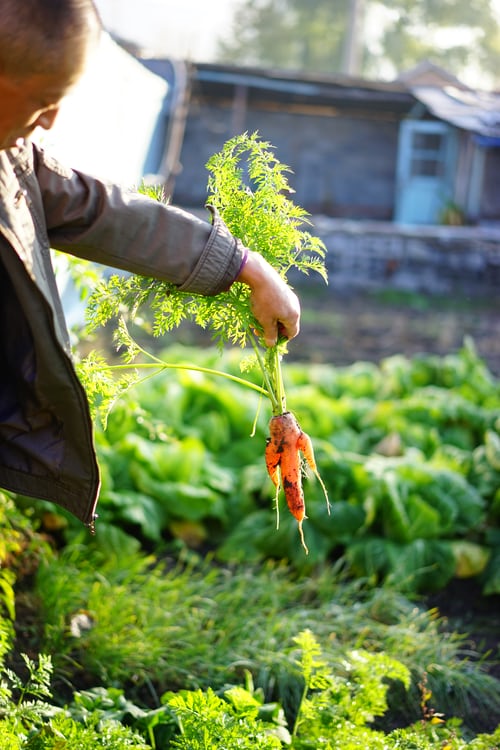 The Zen of Gardening